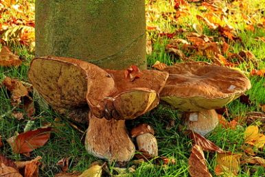 "Die Heilkraft der Pilze - Ein unbekanntes und sehr interessantes Thema"