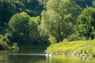 "Lebensraum am Wasser" - Naturkundlicher Abendspaziergang entlang der Lahn