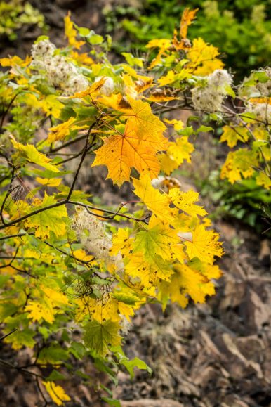 "Farbenrausch" - Herbstspaziergang durch den Robert-Heck-Park