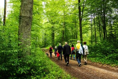 "Auf leisen Pfoten durch den Wald" - Wildkatzenführung für Senioren (Kurztour)